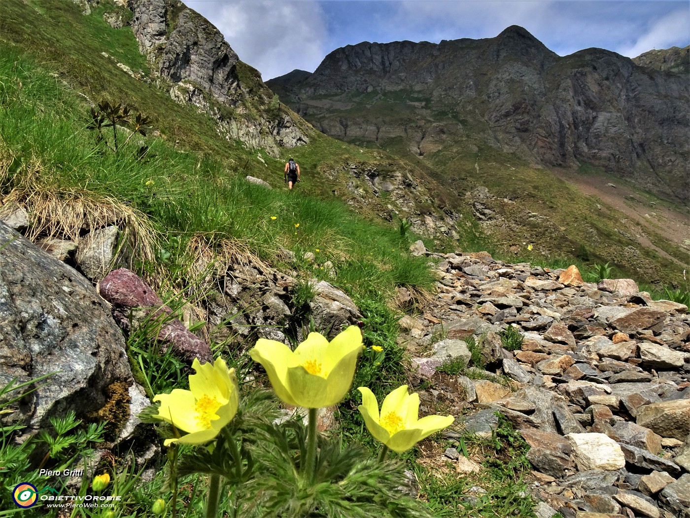 24 Pulsatilla alpina sulphurea (Anemone sulfureo) sul sent. 108A dei vitelli.JPG